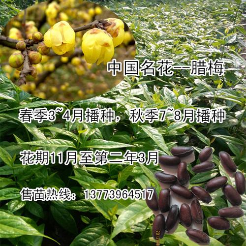 蜡梅种子栽培技术