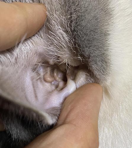 小猫耳朵进东西了怎么办