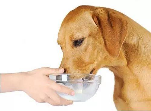 给狗买药应该注意什么东西