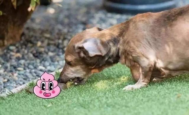 幼犬吃了东西不排便