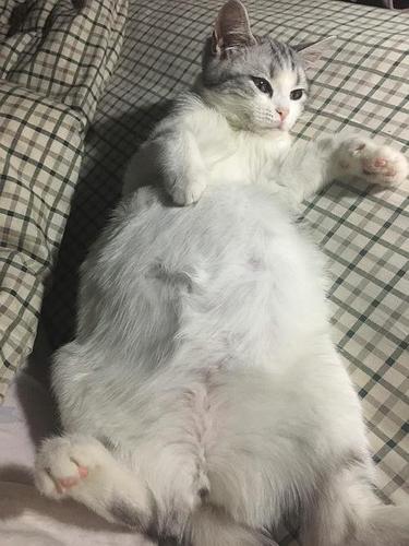 猫腹水还要喂东西吗