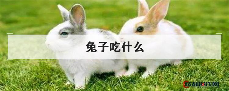 兔子怎么老吃东西怎么办
