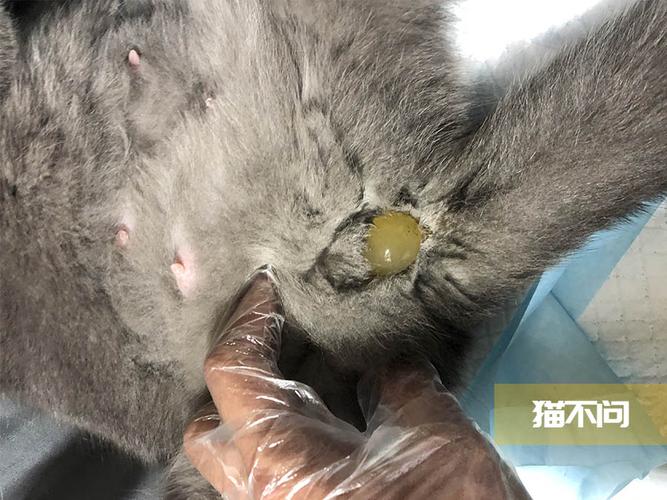 给猫接生准备的东西