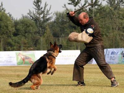 工作犬怎么训练