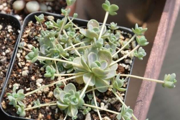 多肉瓣移植注意事项
