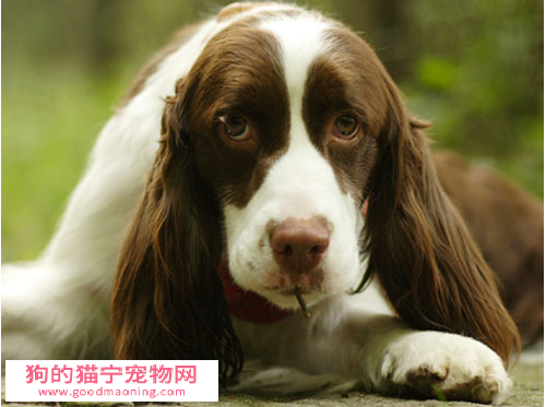 史宾格如何训练