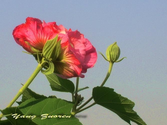芙蓉叶的栽培