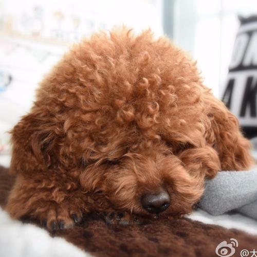 贵宾突然不喜欢吃东西