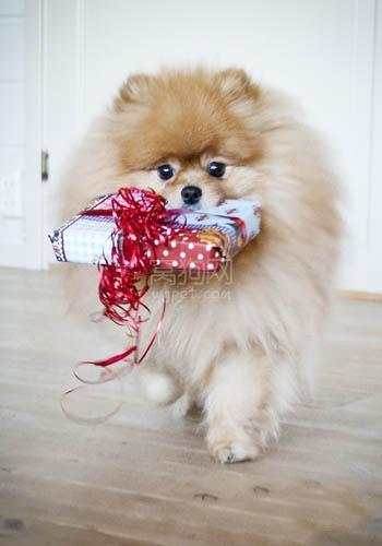 博美犬总咬东西怎么训
