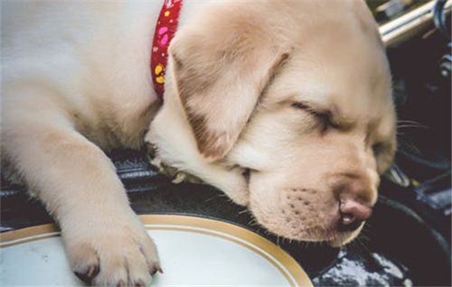 狗低钙不吃东西怎么办