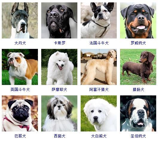 如何训练狗的名字
