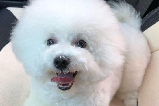 比熊换狗粮不吃东西怎么办