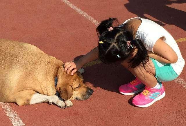 怎样训练狗狗不吃地上东西