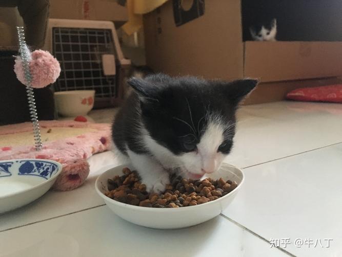 猫粮圆的东西猫子不吃