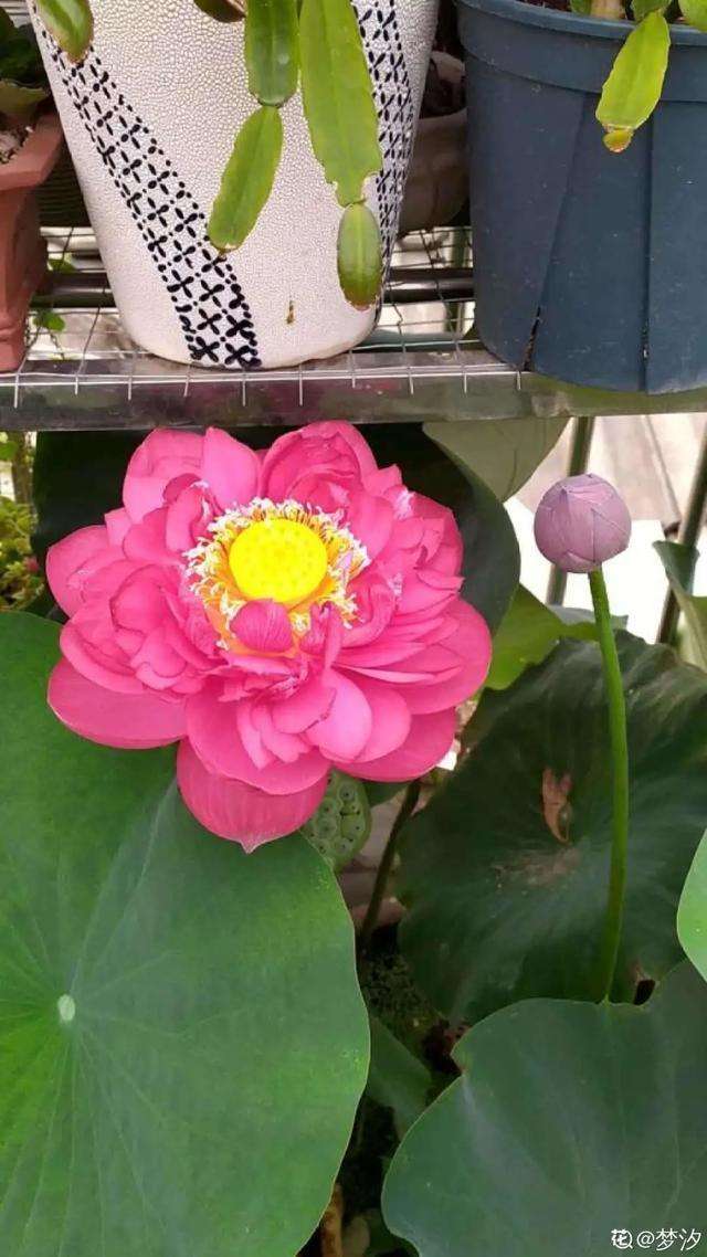 碗莲开花的方法