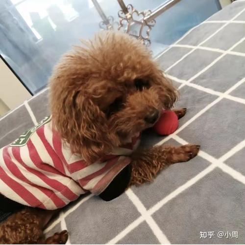 泰迪胰腺炎后几天开始吃东西