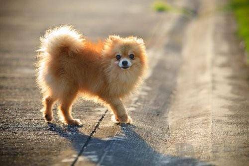 怎么训练博美犬不叫