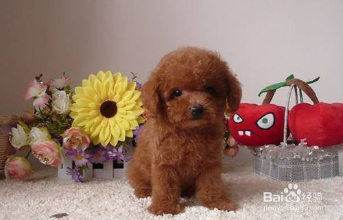 泰迪幼犬不听话怎么训练