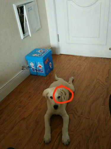 一个月拉布拉多总是咬东西