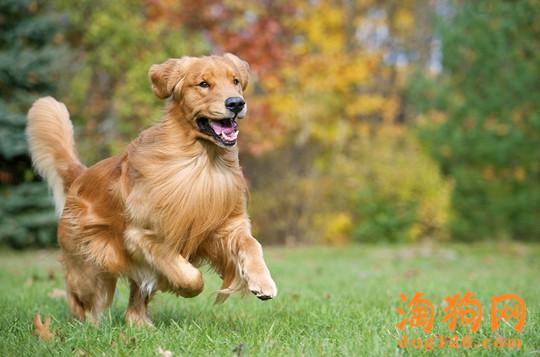 怎么能让训练金毛