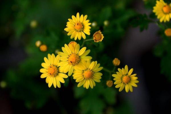 <a href=https://www.nqxyy.com/tag/yojuhua.html target=_blank class=infotextkey>野菊花</a>栽培技术