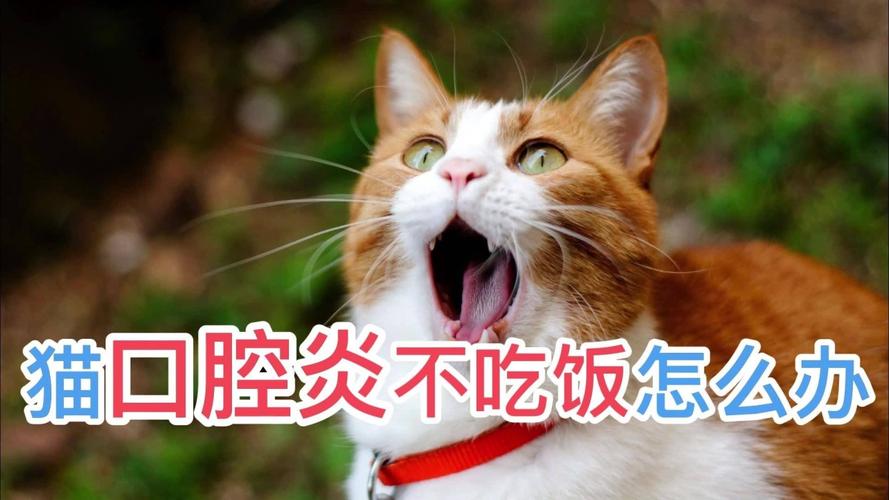 猫 口腔溃疡 不吃东西