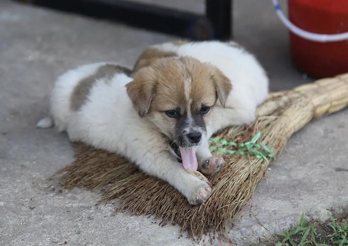 家里新来的小土狗不吃东西还吐泡沫