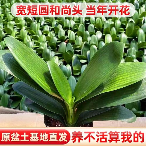 宽叶兰花栽培技术
