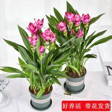 姜花适合盆栽培育吗