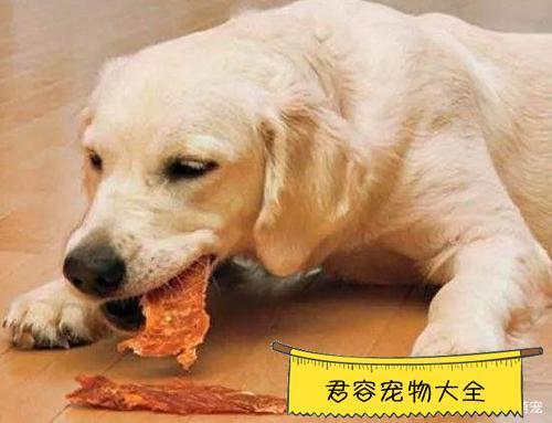 狗被打不吃东西怎么办啊