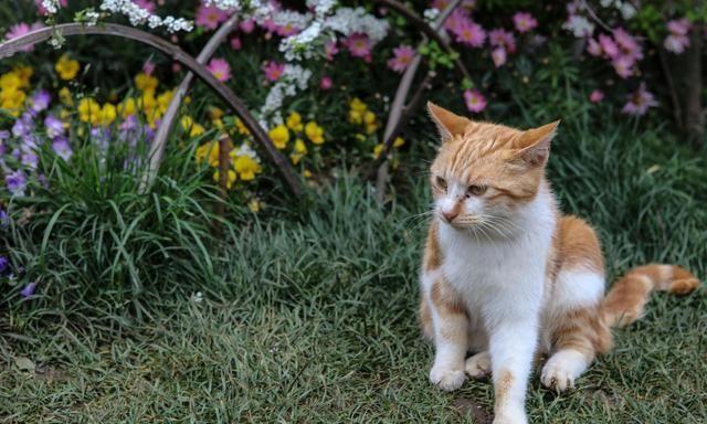 捡回来的猫需要注意什么东西