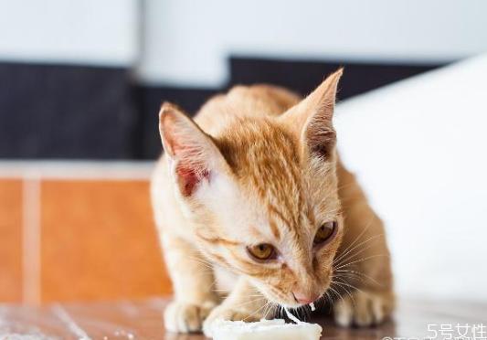 猫刚到新家不吃东西
