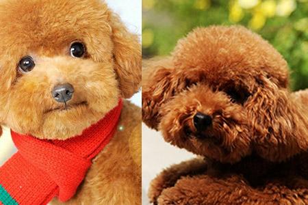 泰迪犬叛逆怎么训练
