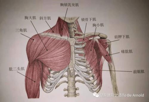 肌肉的分类及运动形式