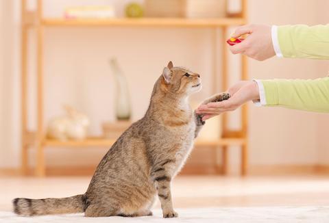 成年的猫该怎么训练