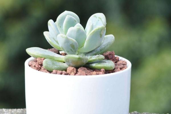 植物换盆注意事项