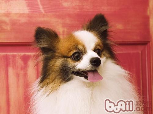 怎么训练蝴蝶犬