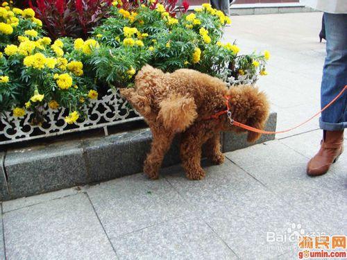 泰迪犬怎么训练坐下