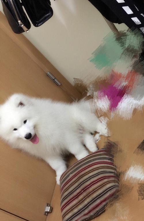 4个月的萨摩怎么训练
