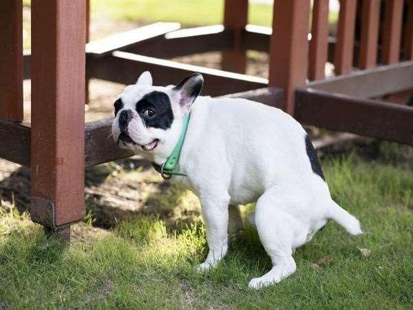 如何训练狗狗大小便训练