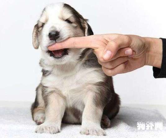 怎么治狗狗乱咬东西