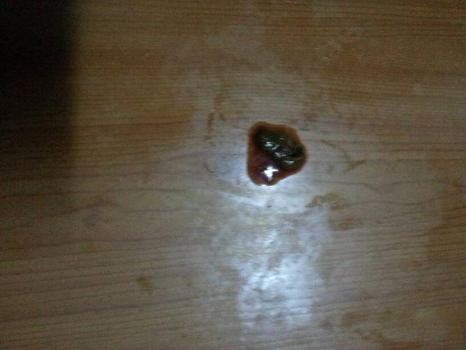狗拉肚子拉血不吃东西怎么办