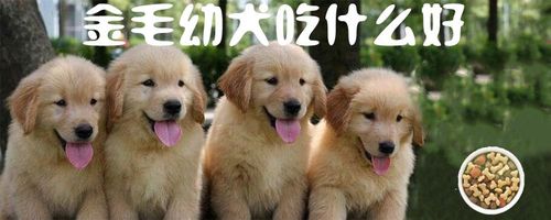 新到家的幼犬不吃东西