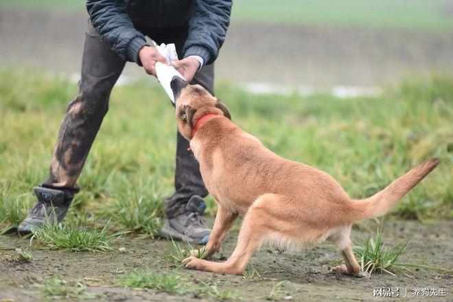 怎样训犬捡东西