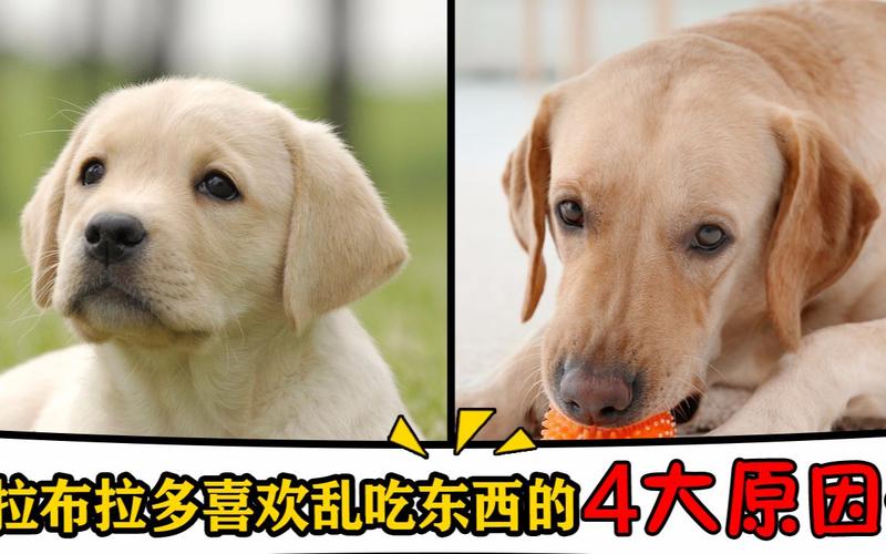 拉布拉多总是不吃东西怎么办