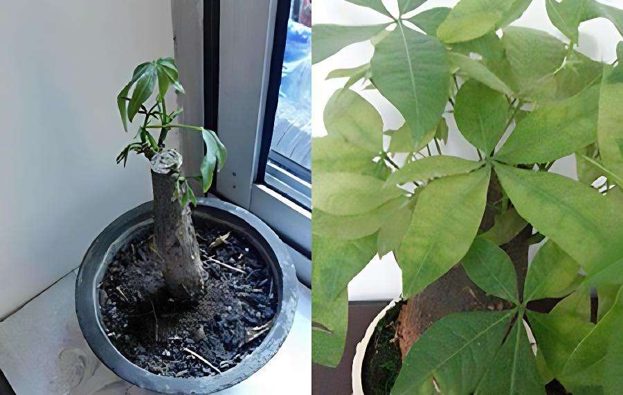 招财树怎么繁殖方法