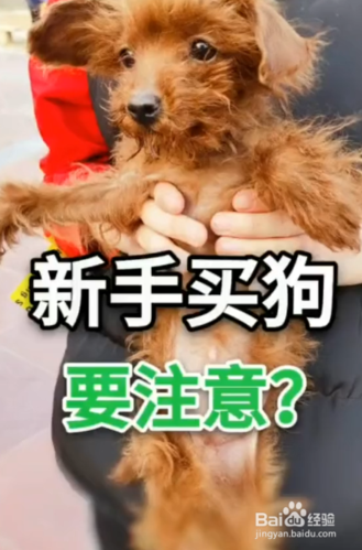 买狗要准备什么东西