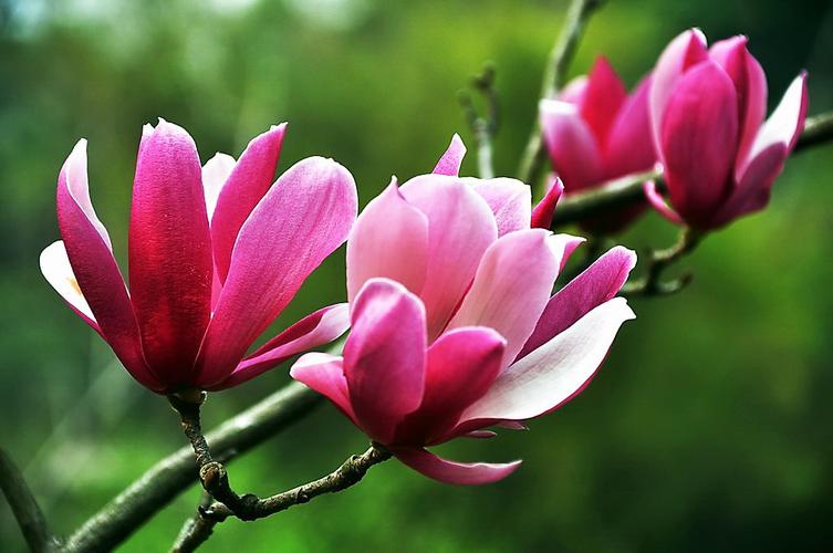 玉堂春花怎么栽培