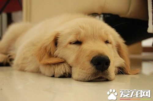 狗狗发烧40度 不吃东西怎么办