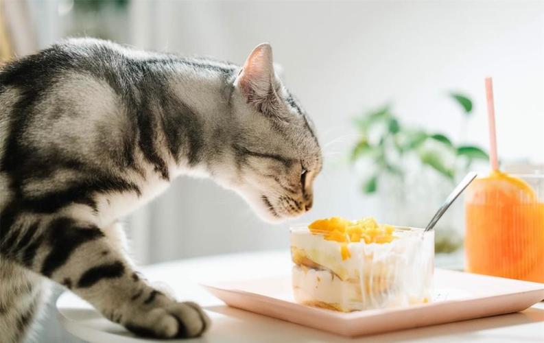 猫咪怀孕给吃什么东西